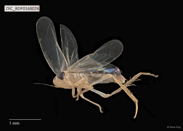Hemiptera sp. "ZRCBDP0112361" • © Rene Ong • All Rights Reserved