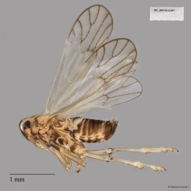 Hemiptera sp. "ZRCBDP0112387" • © Maimon Hussin • All Rights Reserved