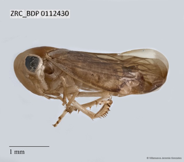 Hemiptera sp. "ZRCBDP0112430" • © Villanueva Jeremie Gonzales • All Rights Reserved
