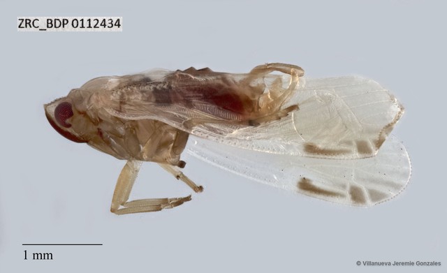 Hemiptera sp. "ZRCBDP0112434" • © Villanueva Jeremie Gonzales • All Rights Reserved