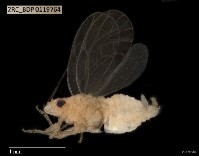 Hemiptera sp. "ZRCBDP0112449" • © Rene Ong • All Rights Reserved