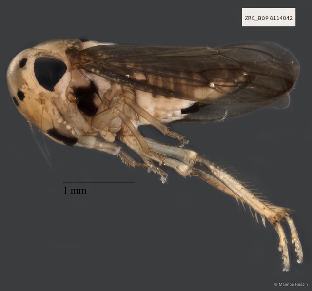 Hemiptera sp. "ZRCBDP0112451" • © Maimon Hussin • All Rights Reserved