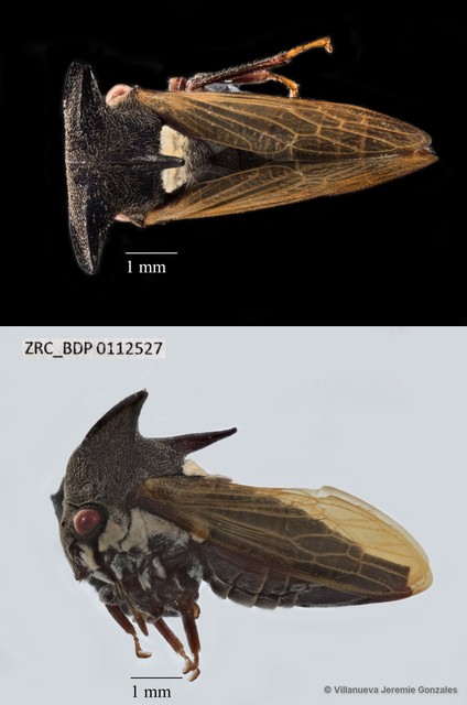 Hemiptera sp. "ZRCBDP0112527" • © Villanueva Jeremie Gonzales • All Rights Reserved