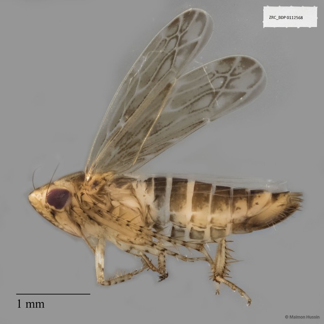 Auchenorrhyncha sp. "ZRCBDP0112568" • © Maimon Hussin • All Rights Reserved
