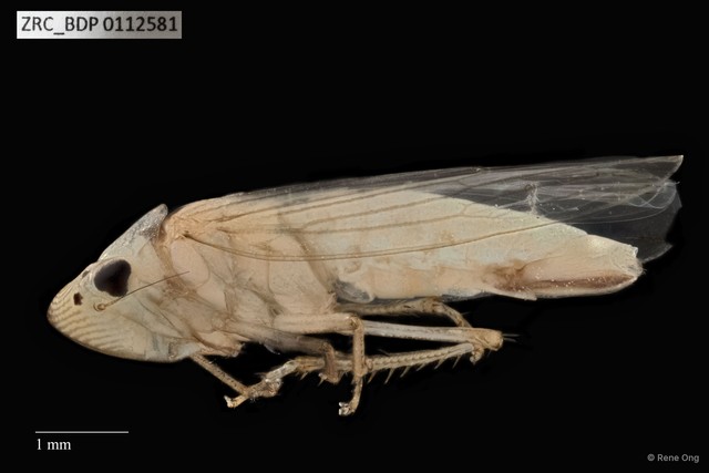 Hemiptera sp. "ZRCBDP0112581" • © Rene Ong • All Rights Reserved