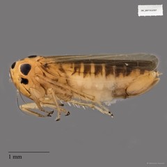 Hemiptera sp. "ZRCBDP0112597"