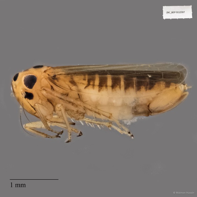 Hemiptera sp. "ZRCBDP0112597" • © Maimon Hussin • All Rights Reserved
