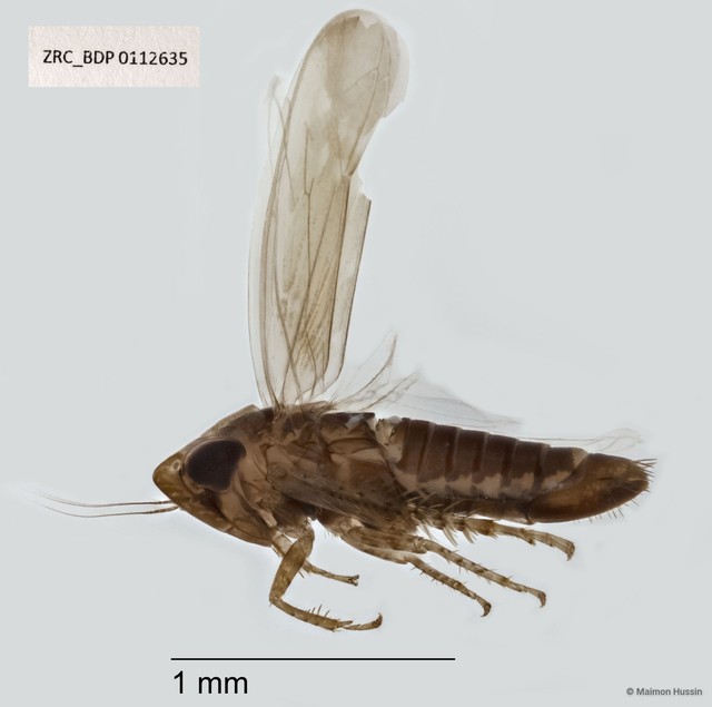 Hemiptera sp. "ZRCBDP0112635" • © Maimon Hussin • All Rights Reserved
