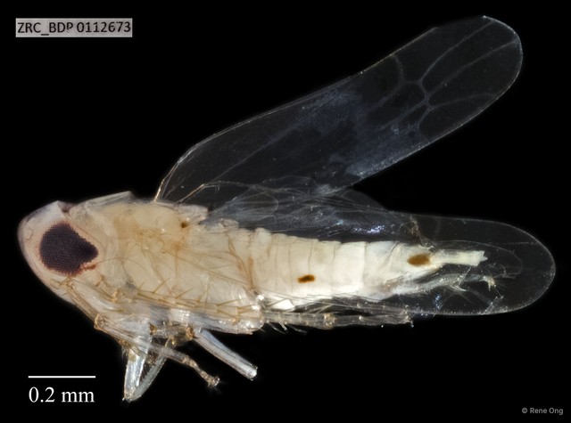 Hemiptera sp. "ZRCBDP0112673" • © Rene Ong • All Rights Reserved