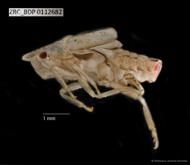 Hemiptera sp. "ZRCBDP0112682" • © Villanueva Jeremie Gonzales • All Rights Reserved