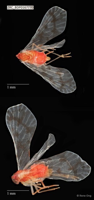 Hemiptera sp. "ZRCBDP0112694" • © Rene Ong • All Rights Reserved