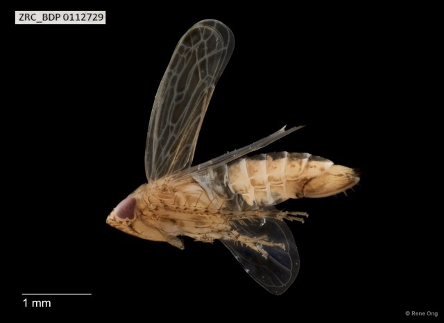 Hemiptera sp. "ZRCBDP0112729" • © Rene Ong • All Rights Reserved