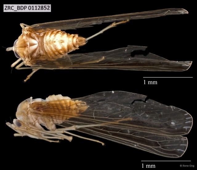 Hemiptera sp. "ZRCBDP0112852" • © Rene Ong • All Rights Reserved