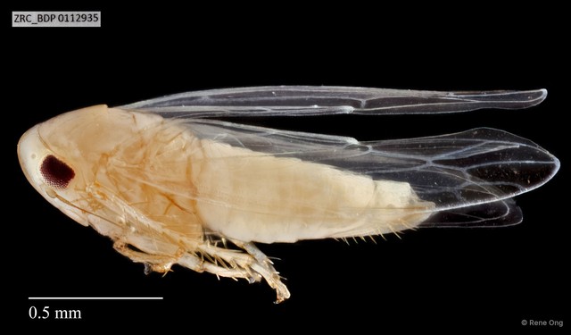 Hemiptera sp. "ZRCBDP0112935" • © Rene Ong • All Rights Reserved