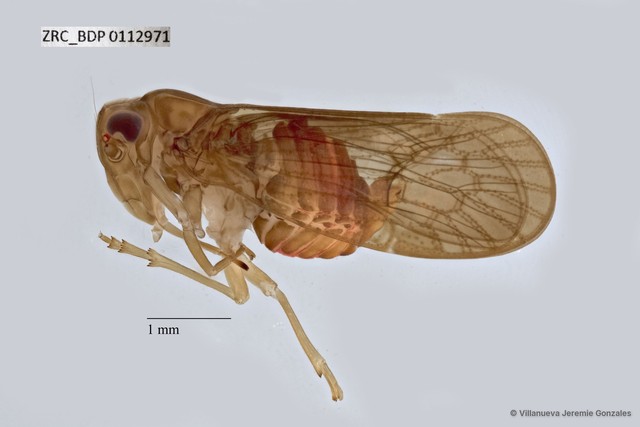 Hemiptera sp. "ZRCBDP0112971" • © Villanueva Jeremie Gonzales • All Rights Reserved