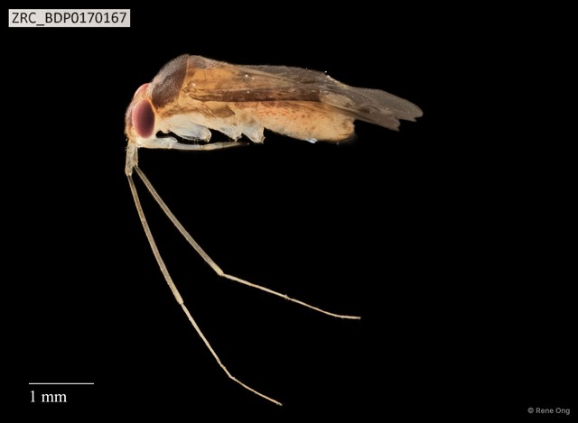 Hemiptera sp. "ZRCBDP0112977" • © Rene Ong • All Rights Reserved