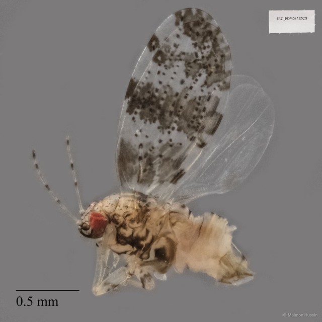 Hemiptera sp. "ZRCBDP0113529" • © Maimon Hussin • All Rights Reserved