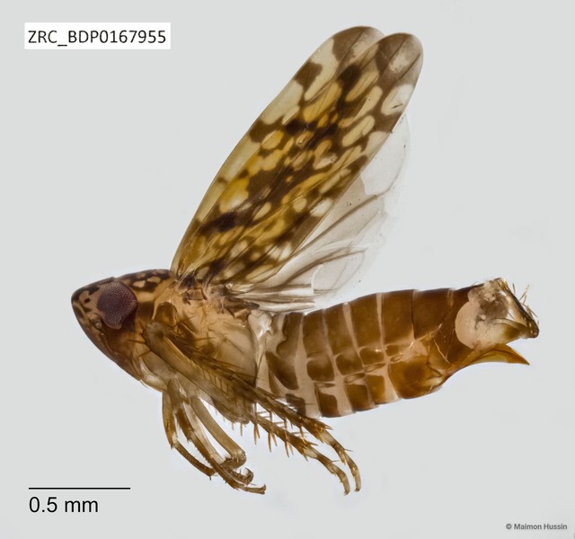 Hemiptera sp. "ZRCBDP0113585" • © Maimon Hussin • All Rights Reserved