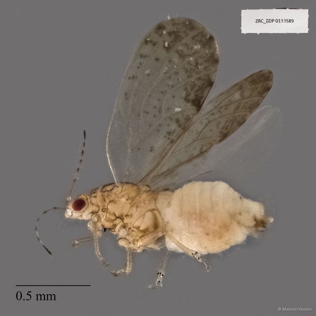 Hemiptera sp. "ZRCBDP0113589" • © Maimon Hussin • All Rights Reserved