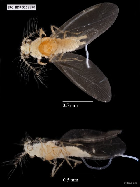 Hemiptera sp. "ZRCBDP0113590" • © Rene Ong • All Rights Reserved