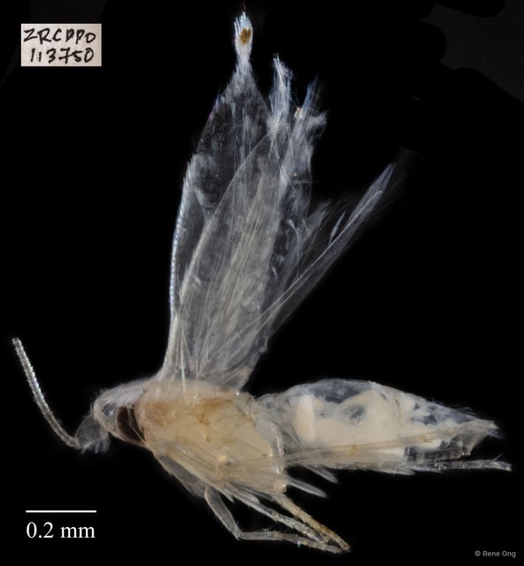 Hemiptera sp. "ZRCBDP0113750" • © Rene Ong • All Rights Reserved