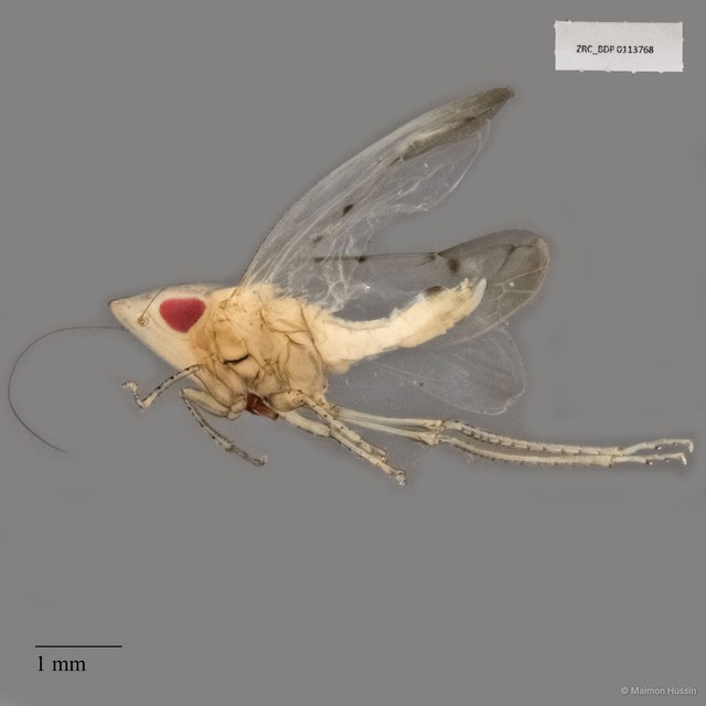 Hemiptera sp. "ZRCBDP0113768" • © Maimon Hussin • All Rights Reserved