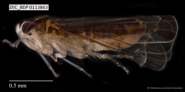 Hemiptera sp. "ZRCBDP0113863" • © Villanueva Jeremie Gonzales • All Rights Reserved
