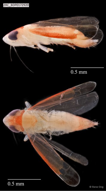 Hemiptera sp. "ZRCBDP0114020" • © Rene Ong • All Rights Reserved