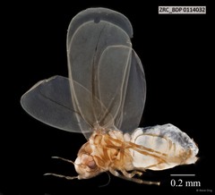 Hemiptera sp. "ZRCBDP0114032"