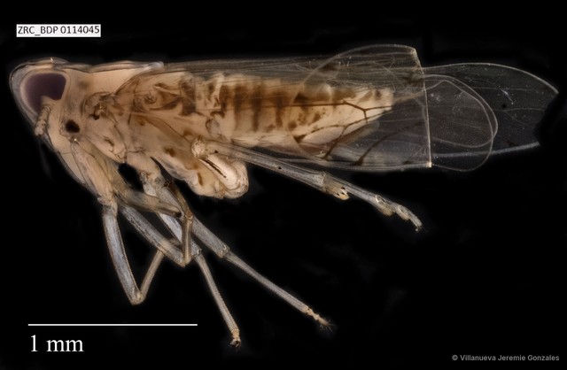 Hemiptera sp. "ZRCBDP0114045" • © Villanueva Jeremie Gonzales • All Rights Reserved