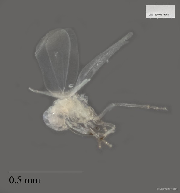 Hemiptera sp. "ZRCBDP0114546" • © Maimon Hussin • All Rights Reserved
