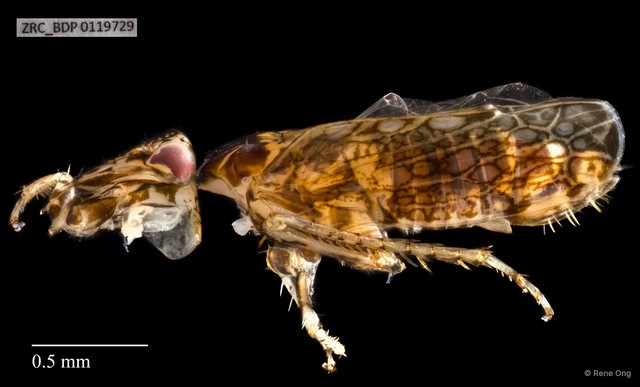 Hemiptera sp. "ZRCBDP0119729" • © Rene Ong • All Rights Reserved