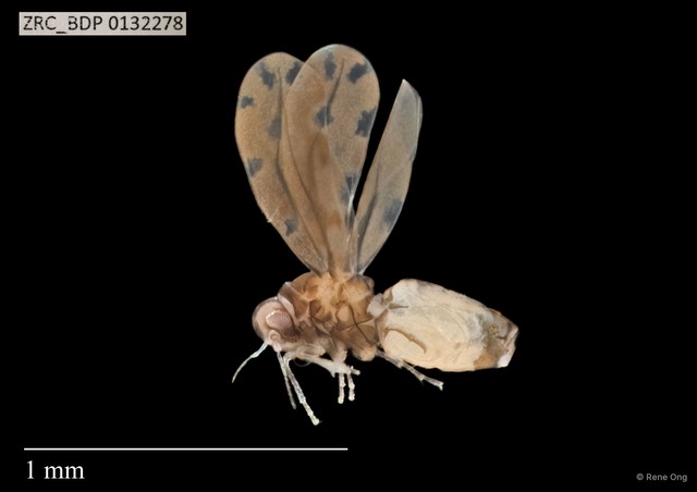 Hemiptera sp. "ZRCBDP0132278" • © Rene Ong • All Rights Reserved