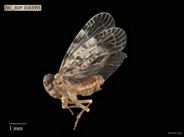Hemiptera sp. "ZRCBDP0134481" • © Rene Ong • All Rights Reserved