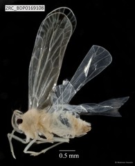 Hemiptera sp. "ZRCBDP0134488"