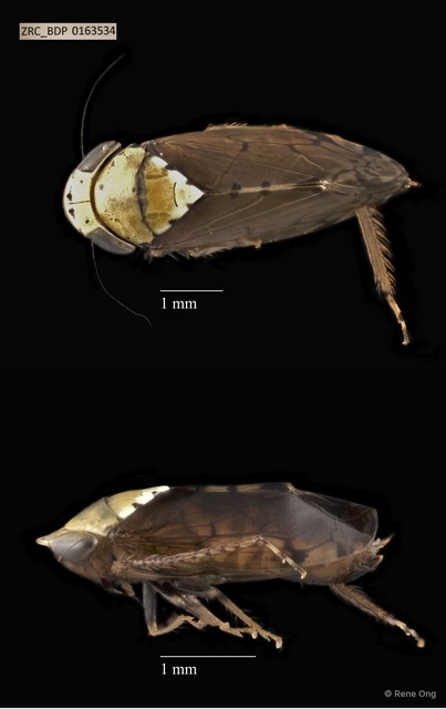 Hemiptera sp. "ZRCBDP0134501" • © Rene Ong • All Rights Reserved