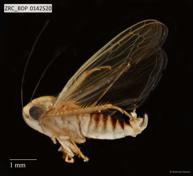 Hemiptera sp. "ZRCBDP0134505" • © Maimon Hussin • All Rights Reserved