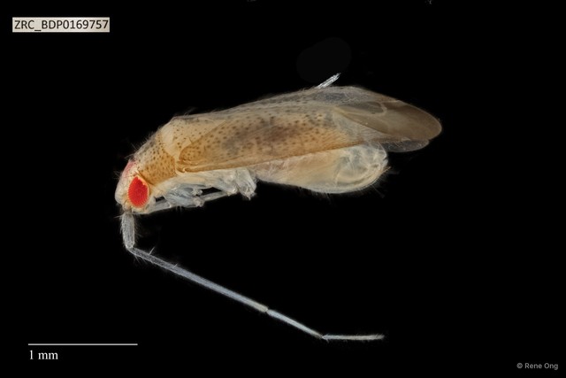 Hemiptera sp. "ZRCBDP0134514" • © Rene Ong • All Rights Reserved