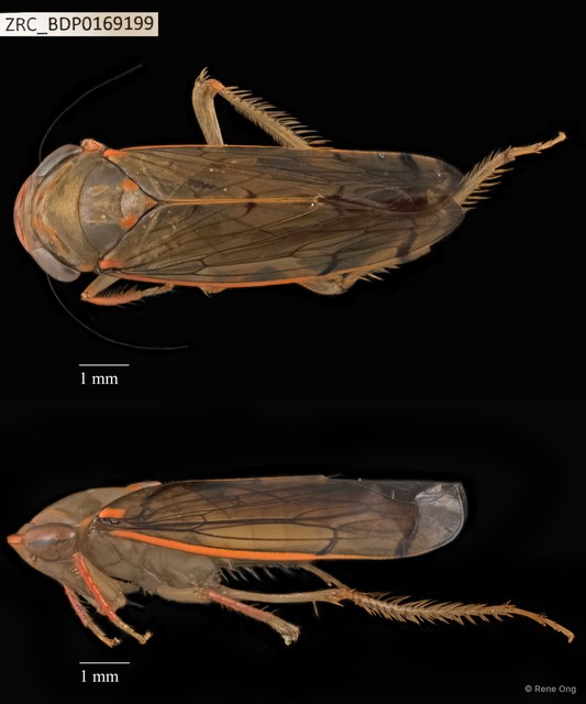Hemiptera sp. "ZRCBDP0134535" • © Rene Ong • All Rights Reserved