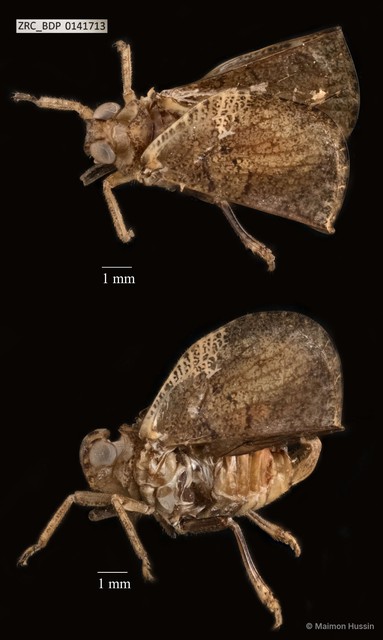 Hemiptera sp. "ZRCBDP0134543" • © Maimon Hussin • All Rights Reserved