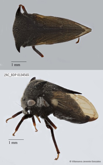 Hemiptera sp. "ZRCBDP0134565" • © Villanueva Jeremie Gonzales • All Rights Reserved