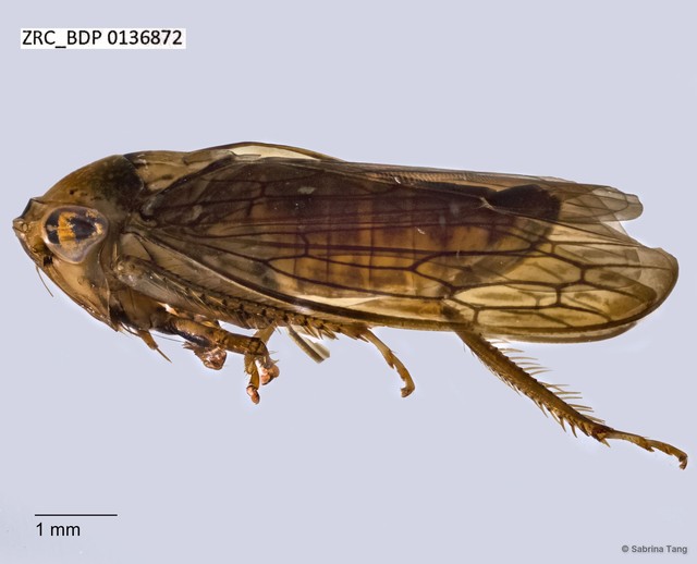Hemiptera sp. "ZRCBDP0136872" • © Sabrina Tang • All Rights Reserved