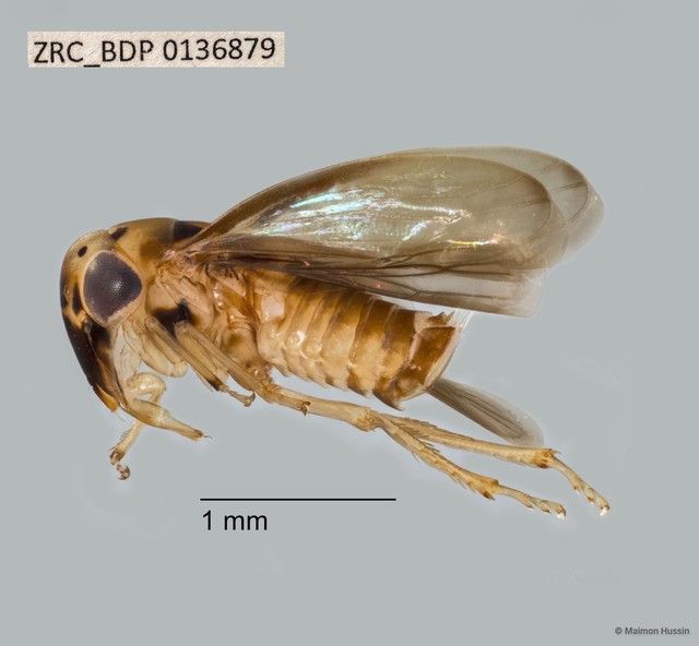 Hemiptera sp. "ZRCBDP0136879" • © Maimon Hussin • All Rights Reserved