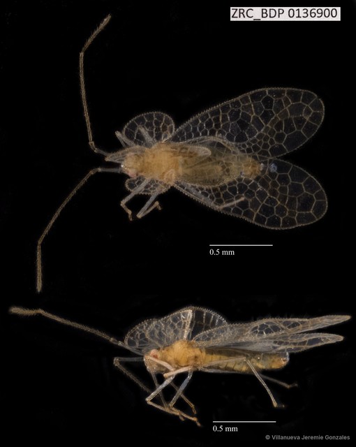 Hemiptera sp. "ZRCBDP0136900" • © Villanueva Jeremie Gonzales • All Rights Reserved