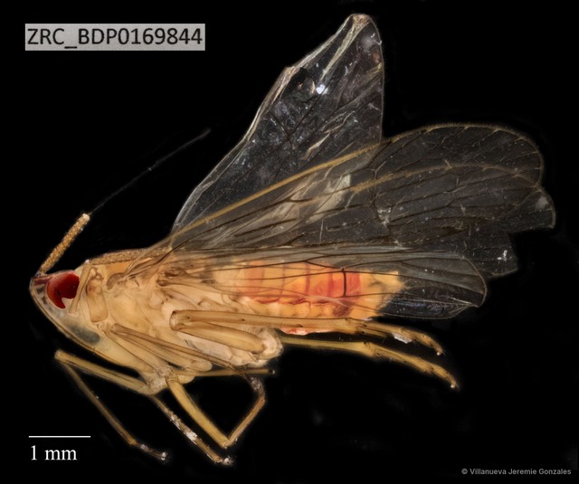 Hemiptera sp. "ZRCBDP0140913" • © Villanueva Jeremie Gonzales • All Rights Reserved