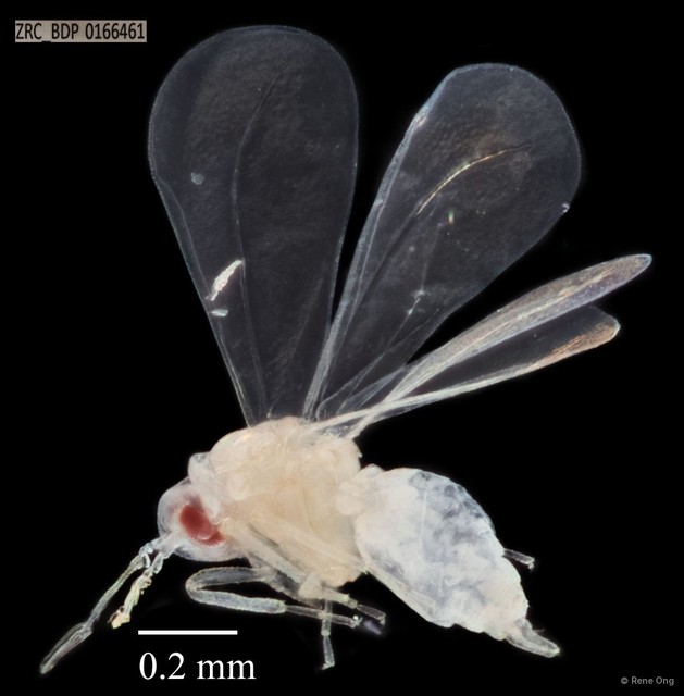 Hemiptera sp. "ZRCBDP0140943" • © Rene Ong • All Rights Reserved