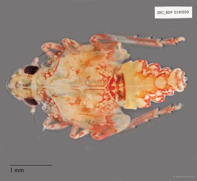 Hemiptera sp. "ZRCBDP0140950" • © Maimon Hussin • All Rights Reserved