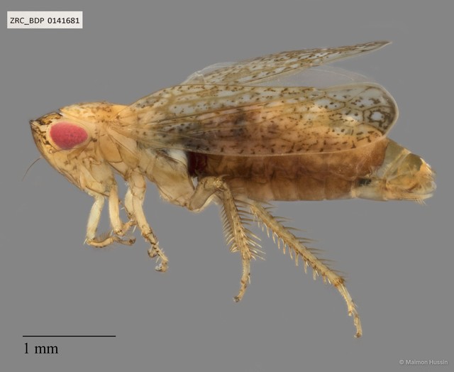 Hemiptera sp. "ZRCBDP0141661" • © Maimon Hussin • All Rights Reserved