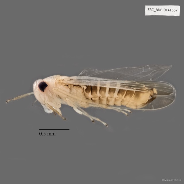 Hemiptera sp. "ZRCBDP0141667" • © Maimon Hussin • All Rights Reserved
