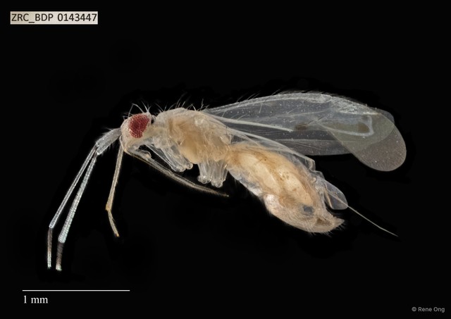 Hemiptera sp. "ZRCBDP0141720" • © Rene Ong • All Rights Reserved